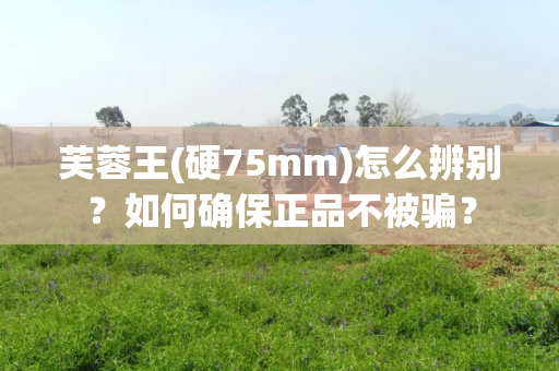 芙蓉王(硬75mm)怎么辨别？如何确保正品不被骗？